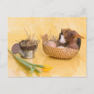 Guinea gris vykort