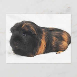 Guinea Gris Vykort