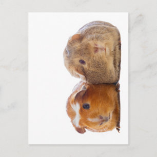 Guinea Gris Vykort