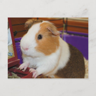 Guinea Gris Vykort