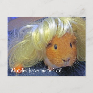 Guinea grisar med blondin wig vykort