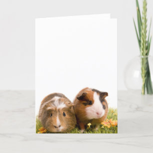 Guinea grisar på en gräsmatta kort