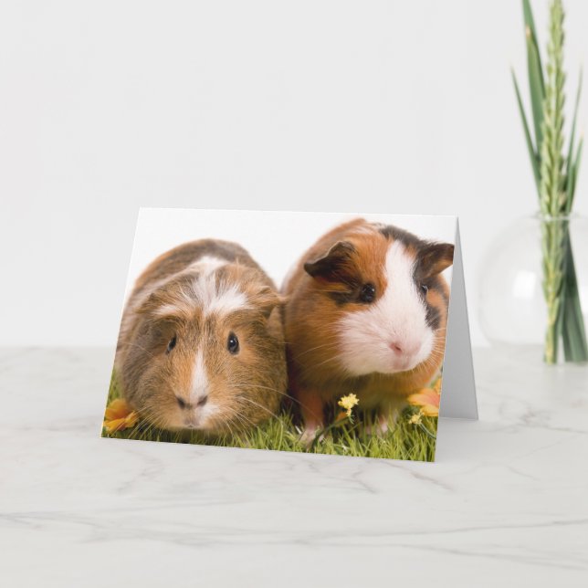 Guinea grisar på en gräsmatta kort (Framsida)