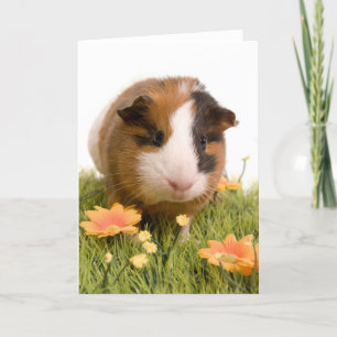 Guinea grisar på en gräsmatta kort