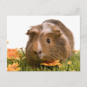 Guinea grisar på en gräsmatta vykort