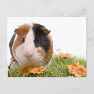 Guinea grisar på en gräsmatta vykort
