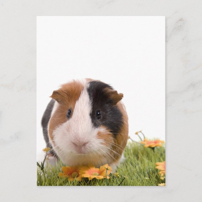 Guinea grisar på en gräsmatta vykort (Framsida)
