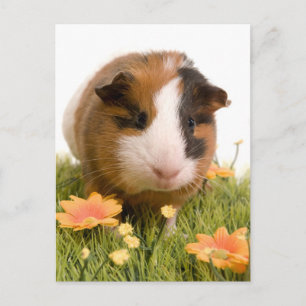 Guinea grisar på en gräsmatta vykort