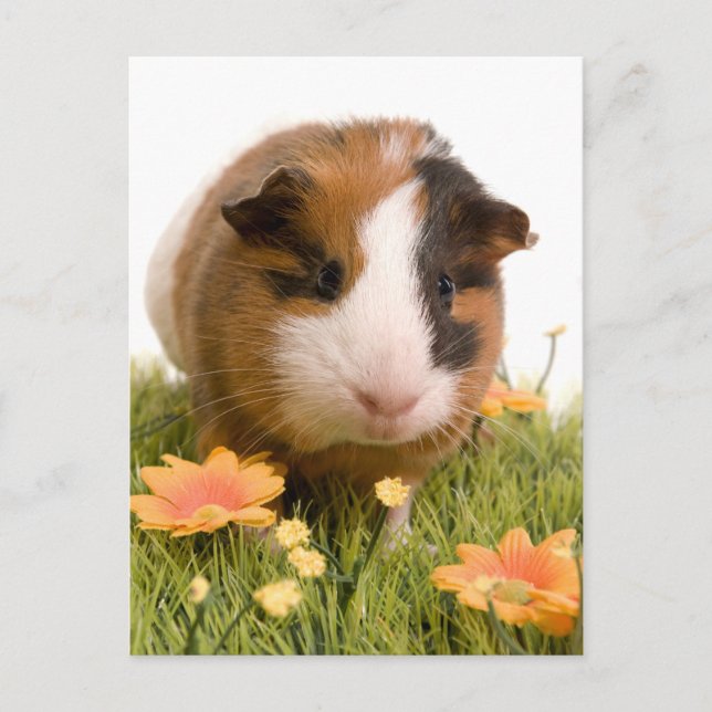 Guinea grisar på en gräsmatta vykort (Framsida)
