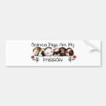 GUINEA GRISAR PASSION.jpg