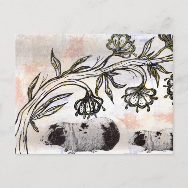 Guinea Grisar Vykort (Framsida)