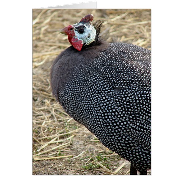 Guinea Hälsningskort (Framsidan)