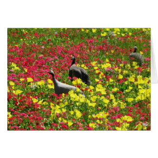 Guinea hönor i vildblommar, Lytton vårar, TX OBS Kort