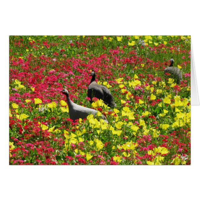 Guinea hönor i vildblommar, Lytton vårar, TX OBS Kort (Framsidan Horizontal)