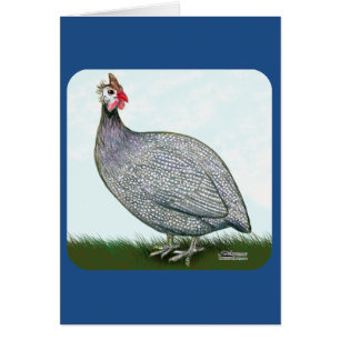 Guinea Lavender On Watch OBS Kort