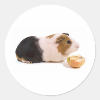 guinea pig eating an apple runt klistermärke