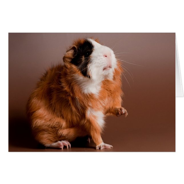 guinea pigs hälsningskort (Framsidan Horizontal)