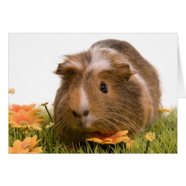 guinea pigs on a lawn hälsningskort (Framsidan Horizontal)
