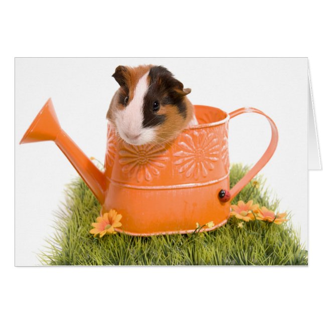 guinea pigs on a lawn hälsningskort (Framsidan Horizontal)