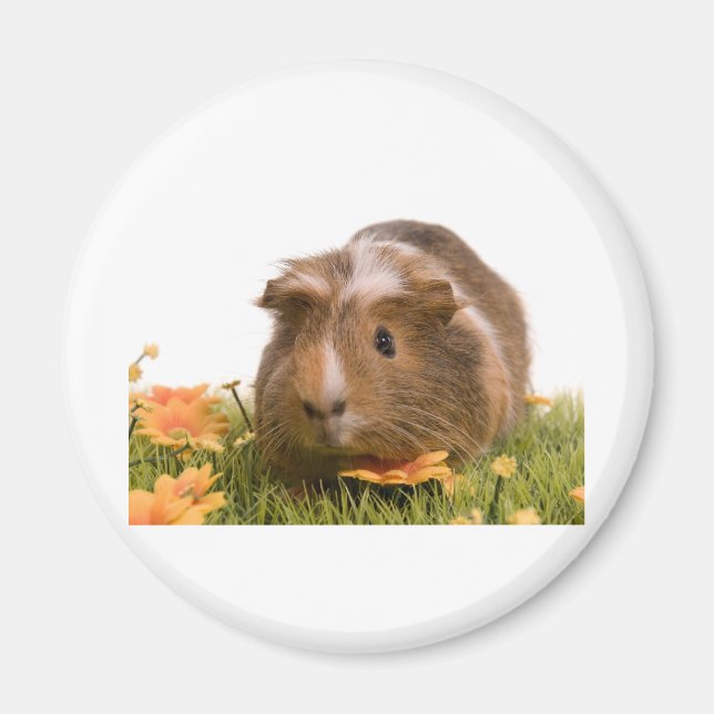 guinea pigs on a lawn magnet (Framsidan)