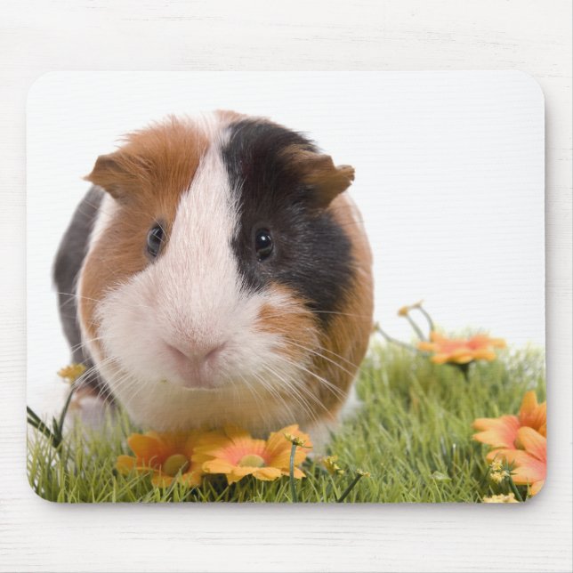guinea pigs on a lawn musmatta (Framsidan)