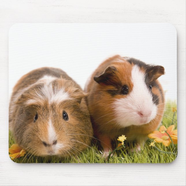 guinea pigs on a lawn musmatta (Framsidan)