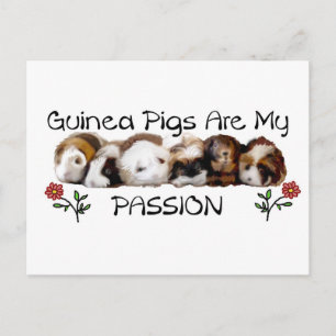 GUINEA PIGS PASSION.jpg Vykort
