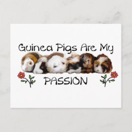 GUINEA PIGS PASSION.jpg Vykort