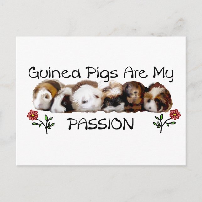 GUINEA PIGS PASSION.jpg Vykort (Framsida)