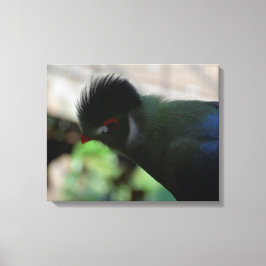 GUINEA TURACO INKAPSLAD KANVASUTSKRIFT CANVASTRYCK