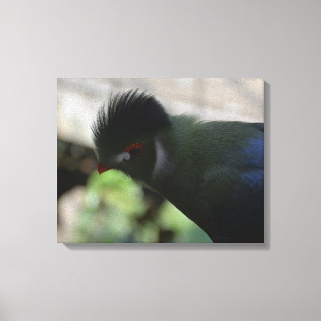GUINEA TURACO INKAPSLAD KANVASUTSKRIFT CANVASTRYCK (Framsida)