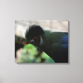 GUINEA TURACO INKAPSLAD KANVASUTSKRIFT CANVASTRYCK