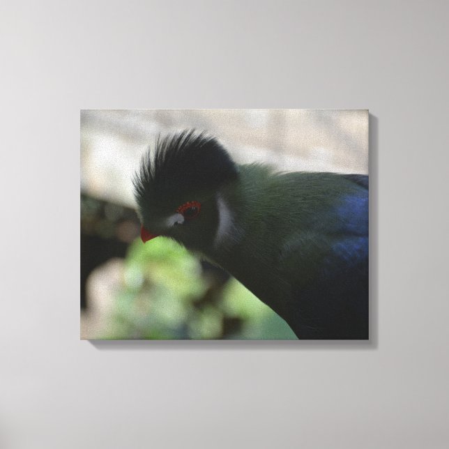GUINEA TURACO INKAPSLAD KANVASUTSKRIFT CANVASTRYCK (Framsida)