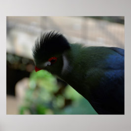 GUINEA TURACO-POSTER POSTER