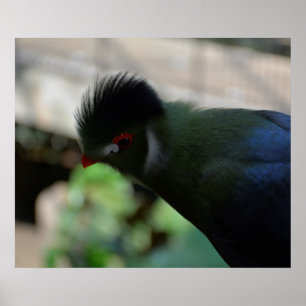 GUINEA TURACO-POSTER POSTER