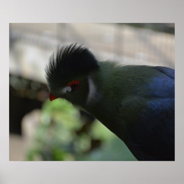 GUINEA TURACO-POSTER POSTER (Framsidan)