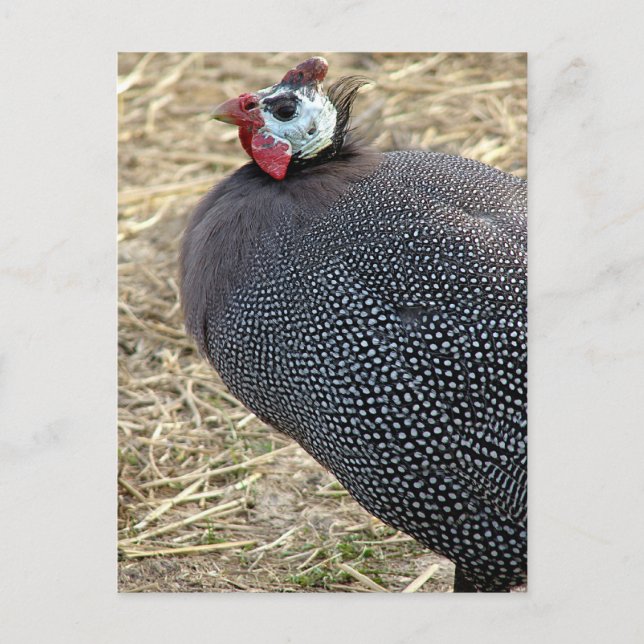 Guinea Vykort (Framsida)