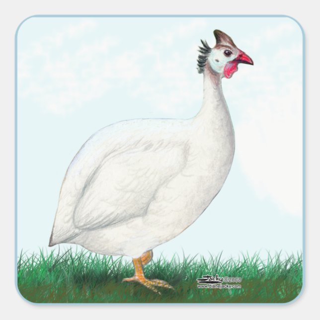 Guinea White Fyrkantigt Klistermärke (Framsida)