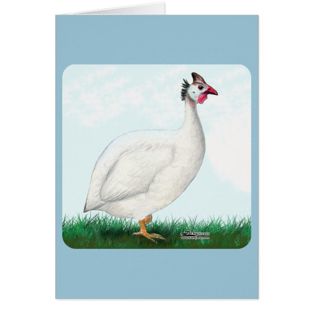 Guinea White OBS Kort (Framsidan)