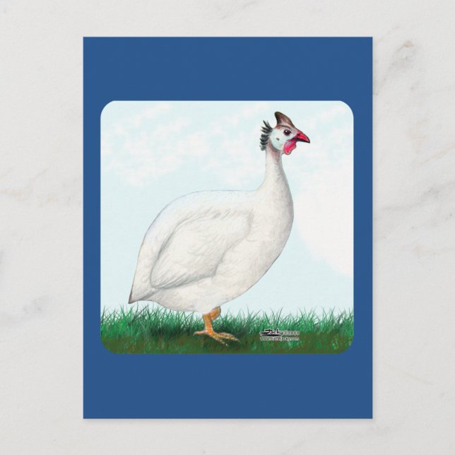 Guinea White Vykort (Framsida)