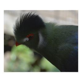 GUINEAFÅGELN TURACO FOTOAVTRYCK FOTOTRYCK