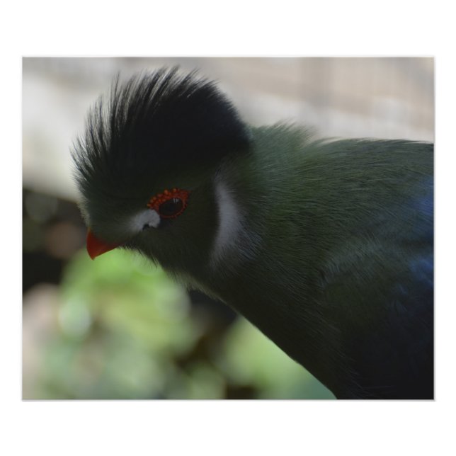GUINEAFÅGELN TURACO FOTOAVTRYCK FOTOTRYCK (Framsidan)
