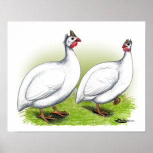 Guineafåglar: Vita Poster