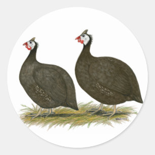 Guineas: Choklad Runt Klistermärke
