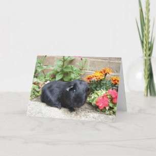 Guineas födelsedagskort Gris Kort