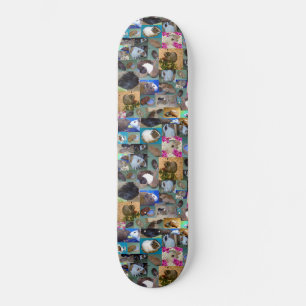 Guineas fotokollage för Gris, Skateboard