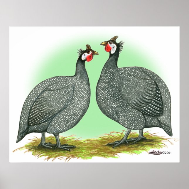 Guineas: Fransk Poster (Framsidan)