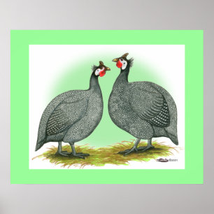 Guineas: Fransk Poster