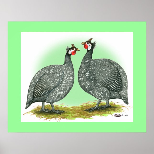 Guineas: Fransk Poster (Framsidan)