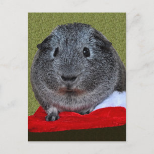 Guineas Gris-jul Helg Vykort